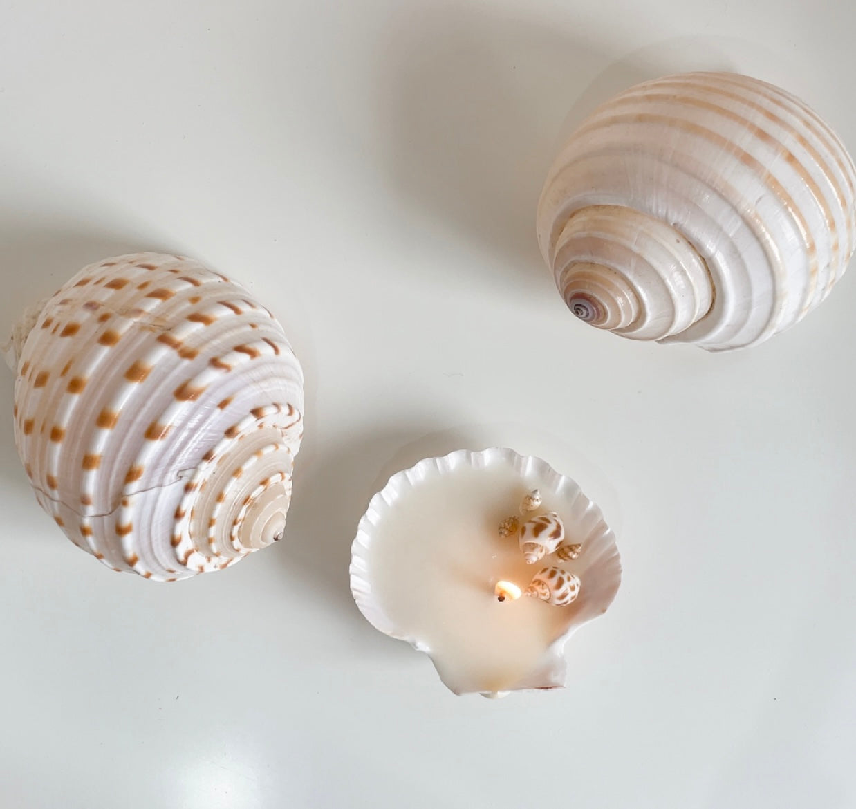 Small Shell Candle