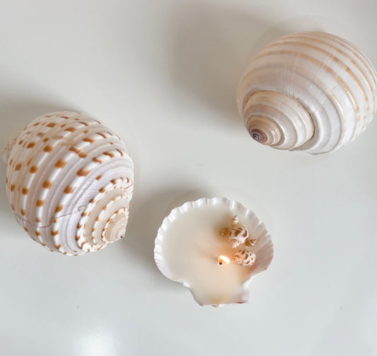 Small Shell Candle